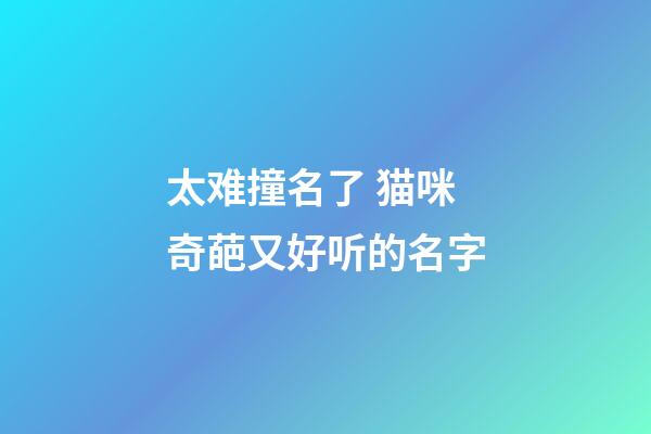 太难撞名了 猫咪奇葩又好听的名字